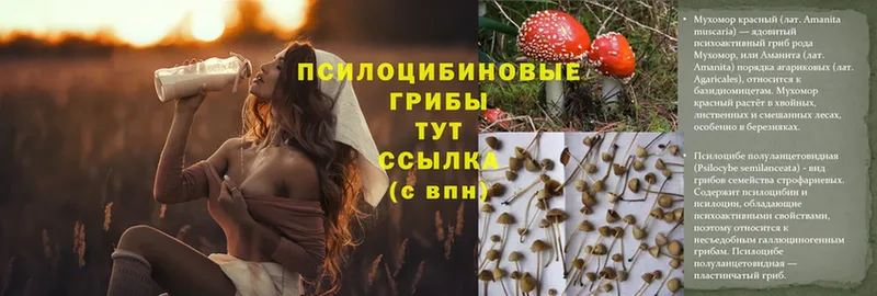 Псилоцибиновые грибы Cubensis  Курчалой 